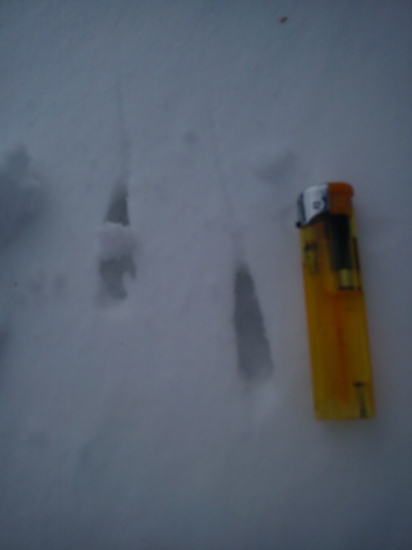 Čo zanechalo tieto stopy? - druhá fotka