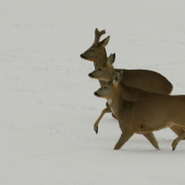 okamih
