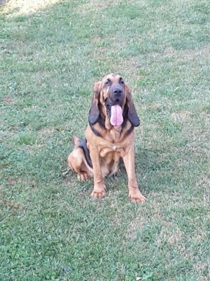BLOODHOUND