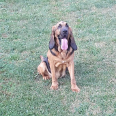 BLOODHOUND
