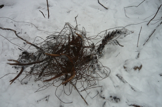 nekonečná nástraha pre zver...staré drôty zo zanedbanej vinice :((