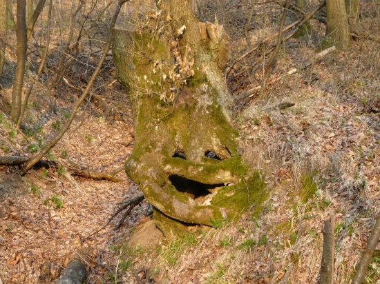 nová introdukovaná drevina :D arbor smajlus :D