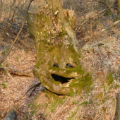 nová introdukovaná drevina :D arbor smajlus :D