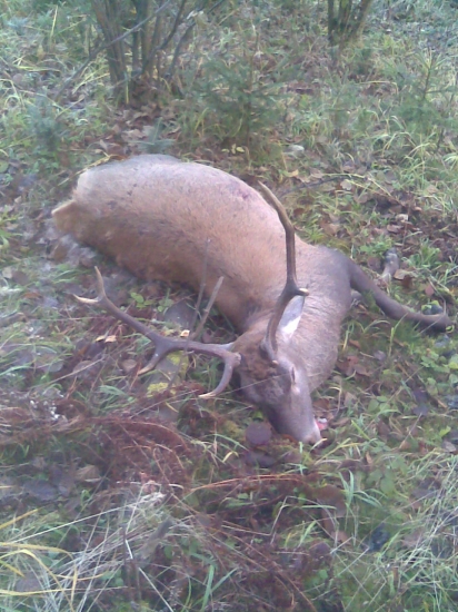 Keď Diana praje.....