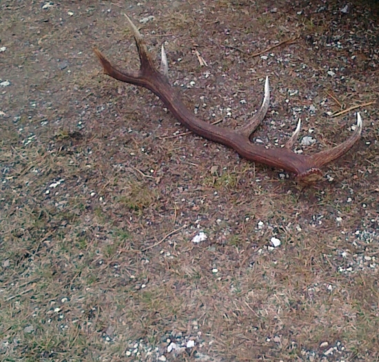 Starý, ale z jari :)