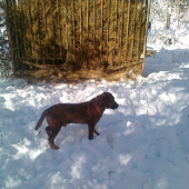 Bady
