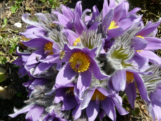 poniklec veľko kvetý