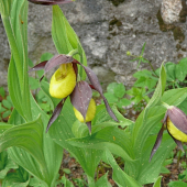 skrytá krása