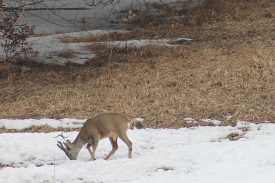 srnček po krutej zime