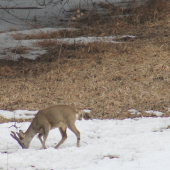 srnček po krutej zime