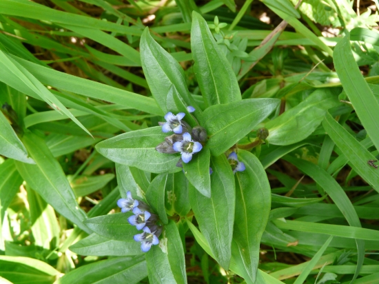 Chránený horec krížavý