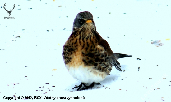 čvikota