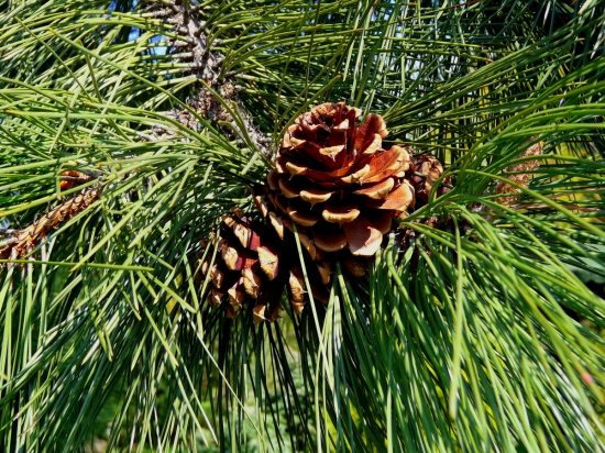 veľkonočná
