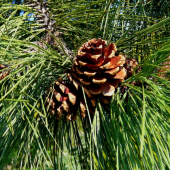 veľkonočná