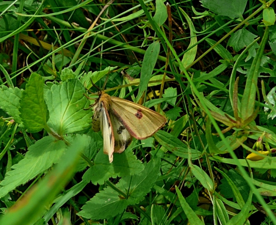 čo ukáže príroda