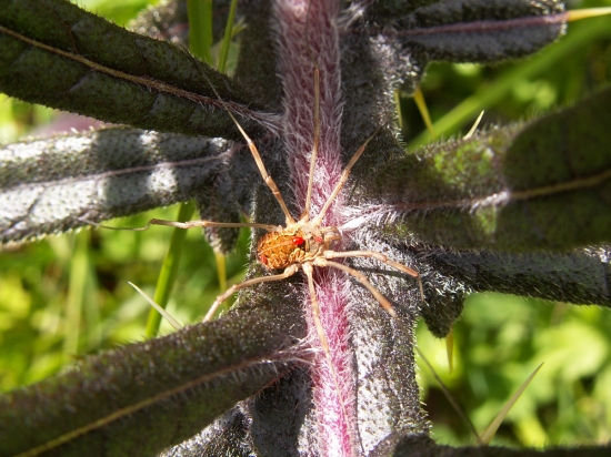 aj na pavúkovi sa živia