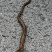 pohľad do očí