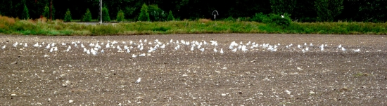 spoločne