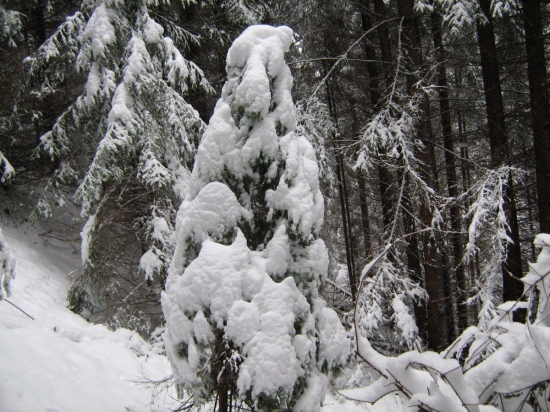 zima 2010