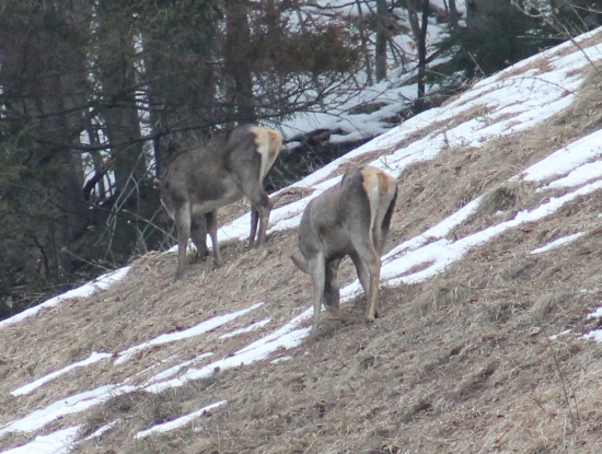 jelenice