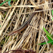 teplé dni