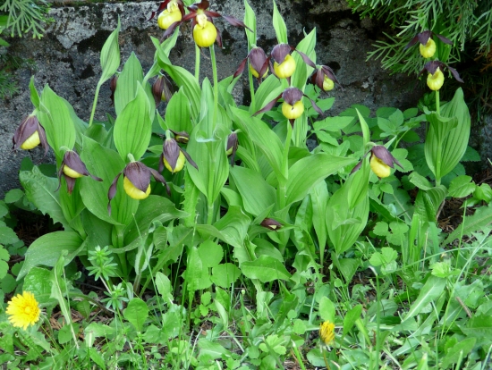 črievičník -papučka