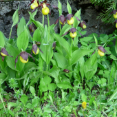 črievičník -papučka