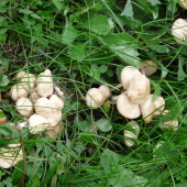 tanečnica poľná