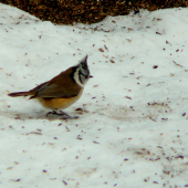 nezabudnime - cez zimu