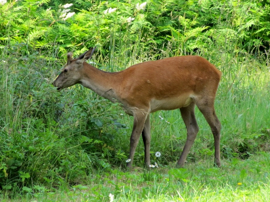 mladý