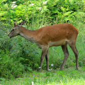 mladý