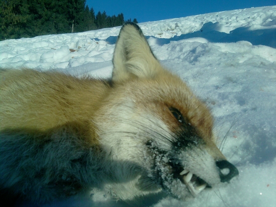 Raňajšia herečka na krmovisku