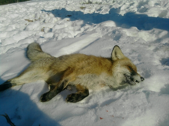 Raňajšia herečka na krmovisku