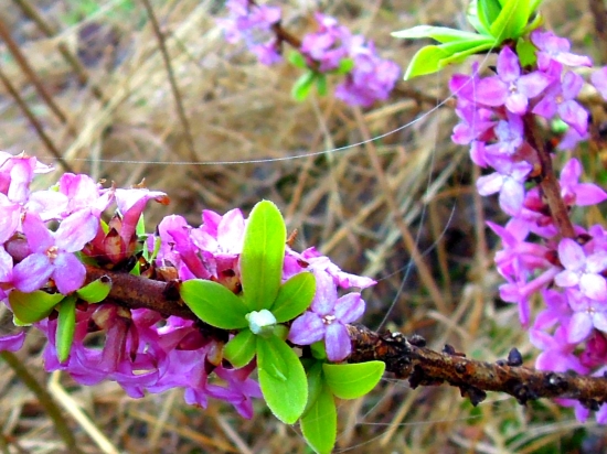 Lykovec aj s pavučinkou :)