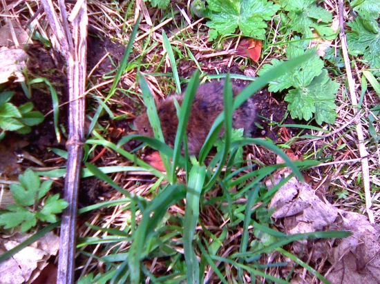 skoro som ju pristupila