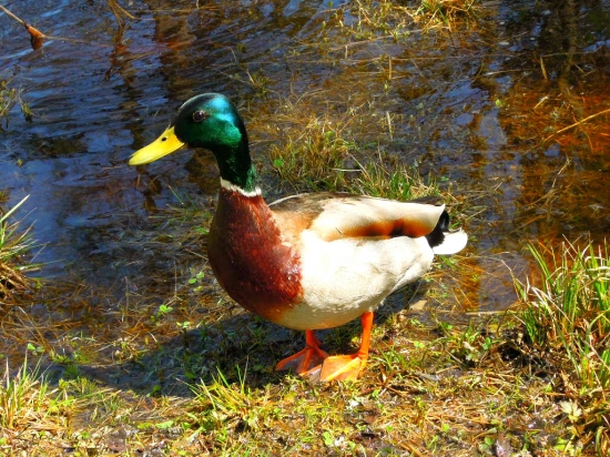 káčer