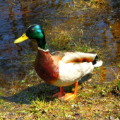 káčer