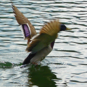 drahá,už letím....