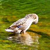 úprava peria musí byť