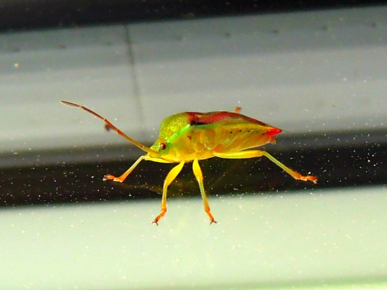 ja vážne nemusím chodiť ďaleko :)