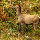 jelenička