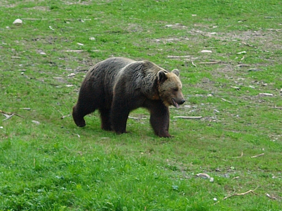 obojkový