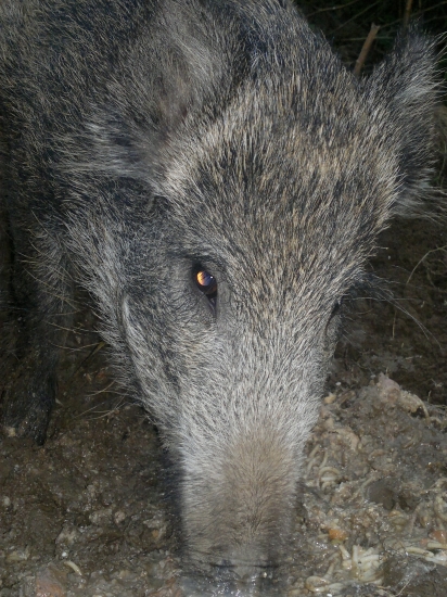 Vecera