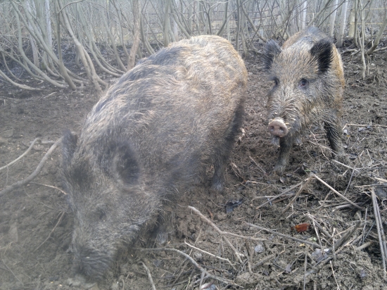 ako japonské topole - 