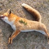 Lišák