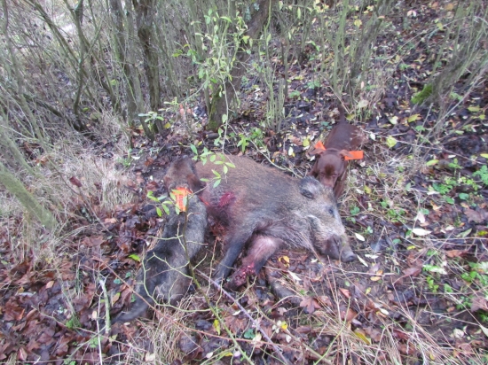 Perfektní práce mých psů