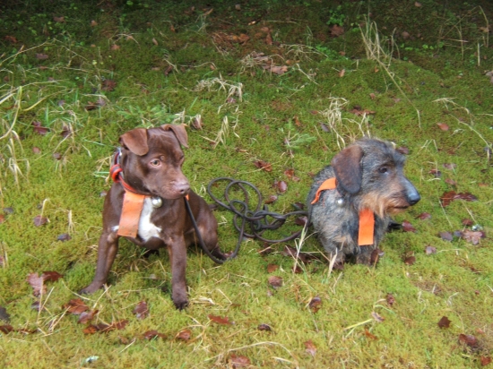 Odložení po naháňce