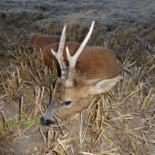 Úspěšný doprovod na III, v.t.