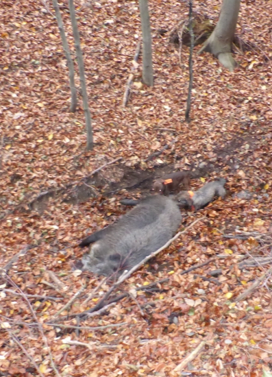 Ihned po dostřelení