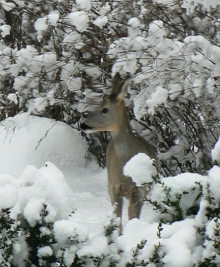 Na návšteve vo dvore